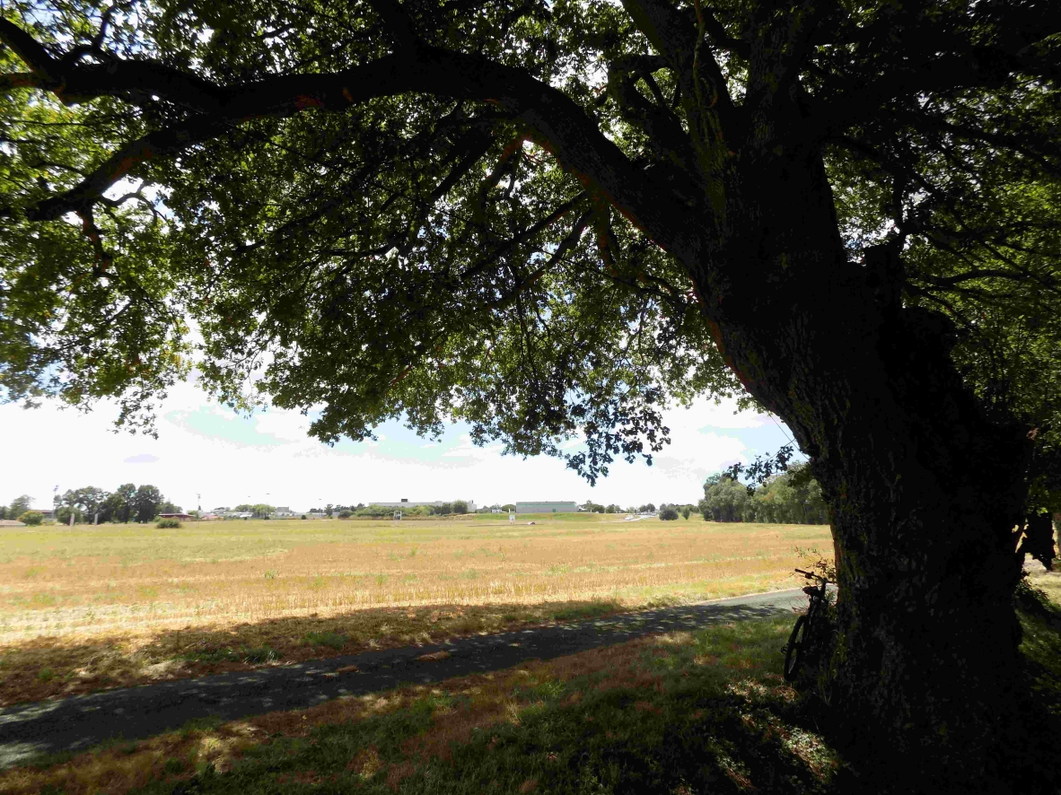 Chêne séculaire chemin du domaine de Montlouis - Selon un spécialiste, il pourrait avoir jusqu‘à 500 ans et être au 2/3 de sa vie